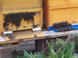 Bienen vor der Beute